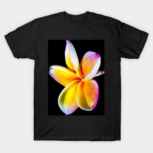 plumeria-flowers-frangipani-floral-blossom-petal-shirtyshirto-90 T-Shirt